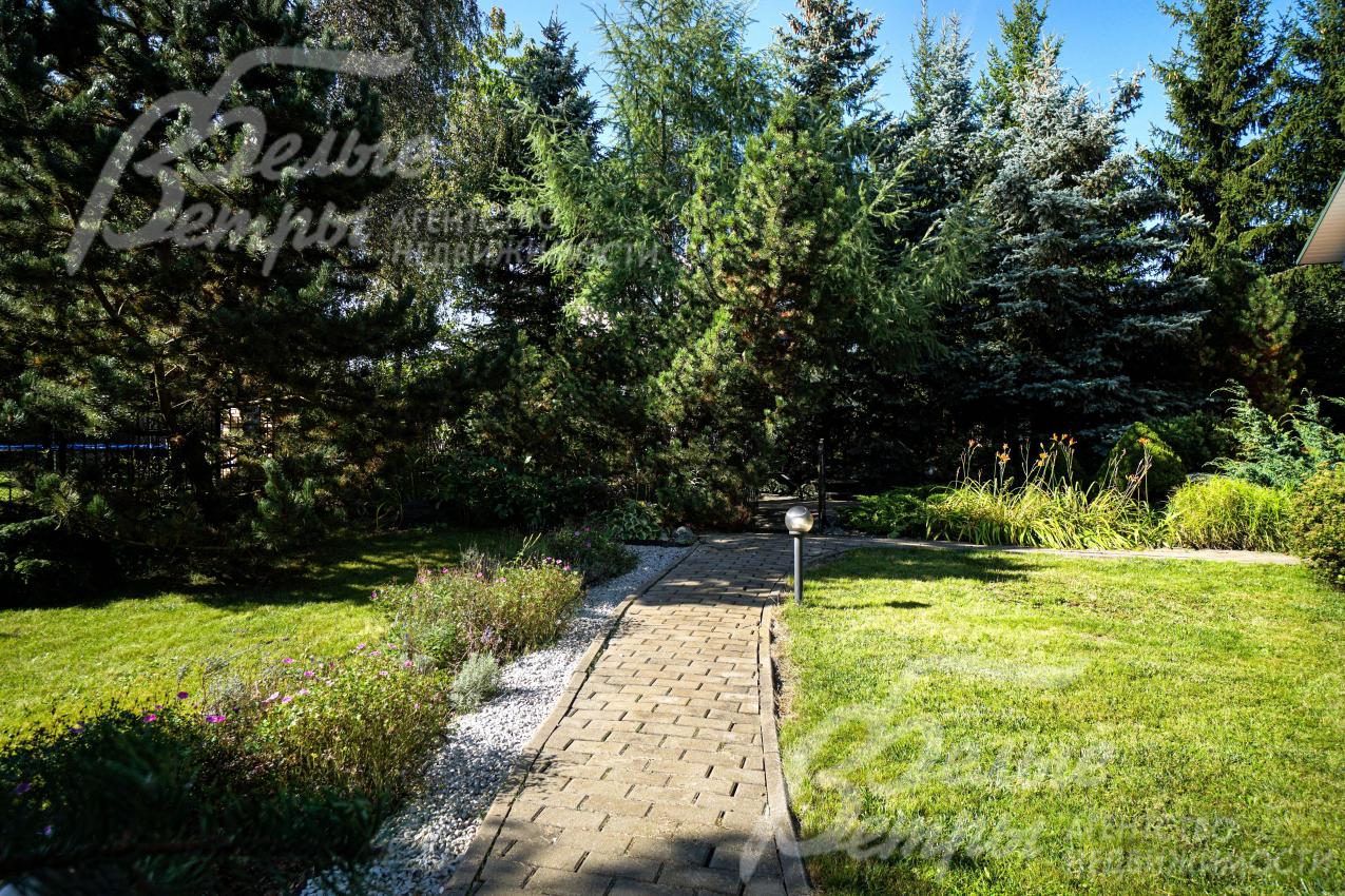 Среди елей на участке - дорогостоящие чёрная ель и банкса