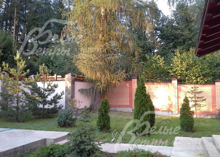 Высажены хвойные деревья