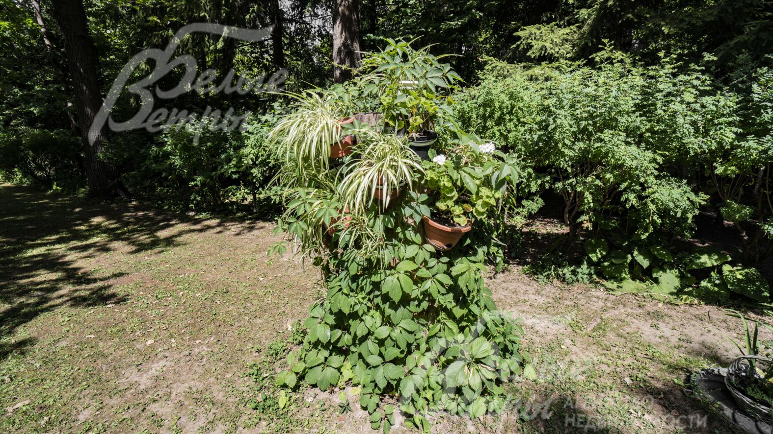 Декоративные кустарники