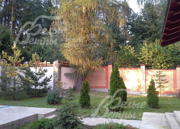 Высажены хвойные деревья