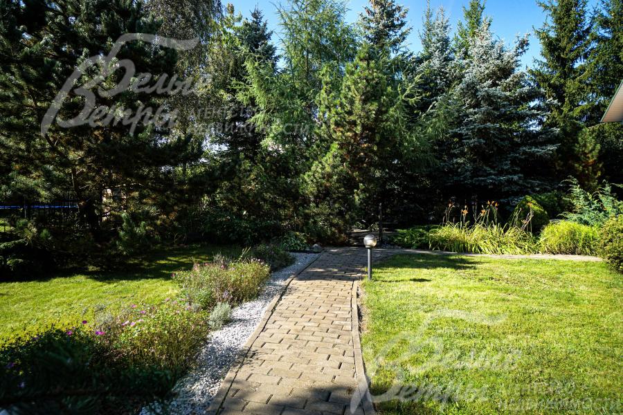 Среди елей на участке - дорогостоящие чёрная ель и банкса