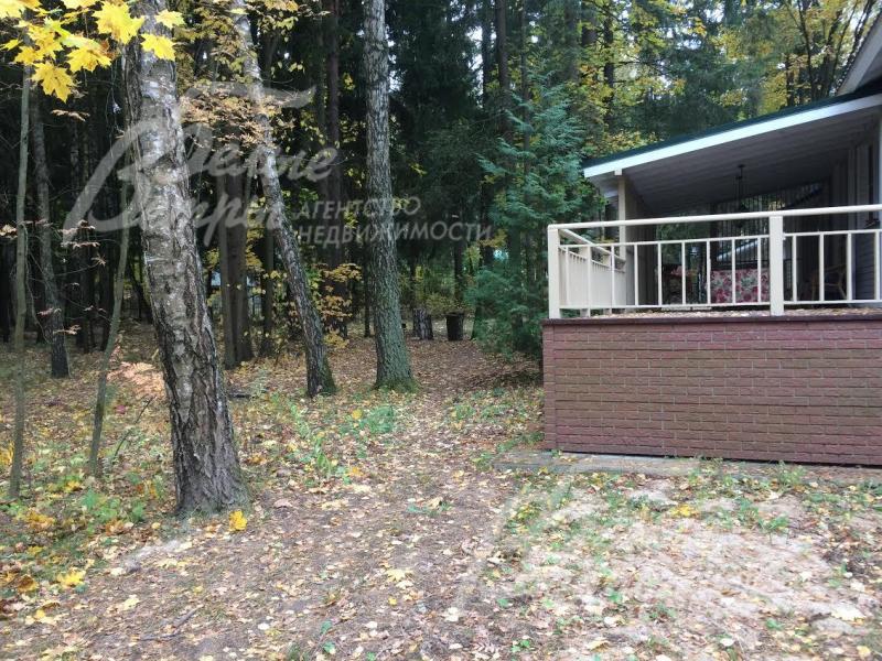 На участке множество лесных деревьев