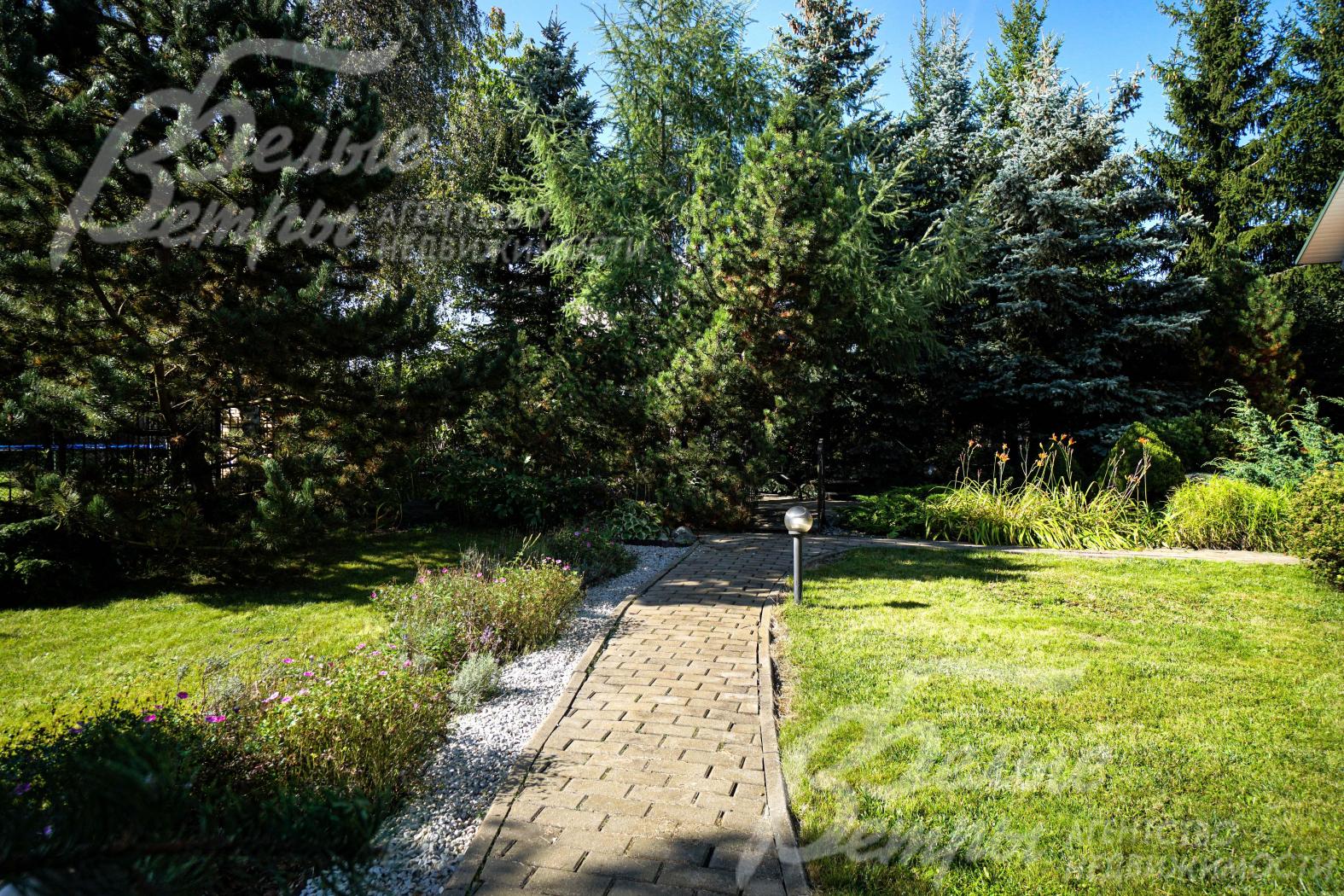 Среди елей на участке - дорогостоящие чёрная ель и банкса